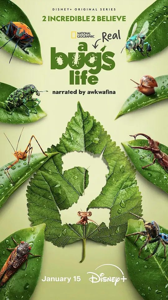 【动漫】虫虫历险记第二季 高分纪录片 2025|类型: 纪录片 / 冒险|又名: 虫虫危机(台) / 虫虫特工队(港) / 真实虫虫危机|夸克